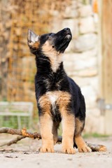 German Shepherd puppy outdoors