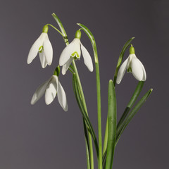 Fototapeta premium Galanthus nivalis