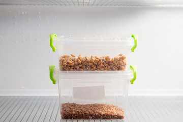 Sprouted wheat and flax and sesame seeds in a plastic container in the refrigerator, the topic of healthy nutrition
