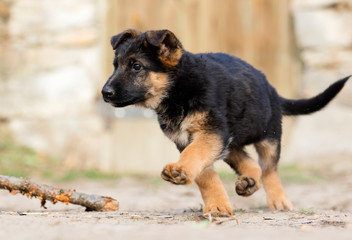 German Shepherd puppy outdoors