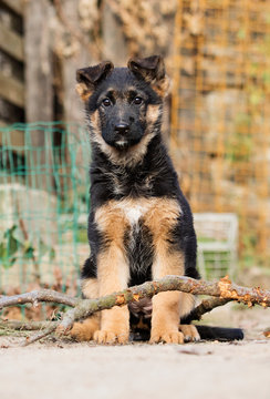 German Shepherd puppy outdoors