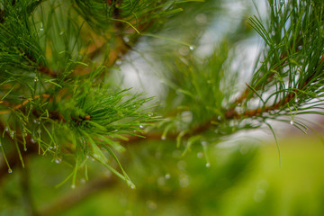 pine branches with raindrops