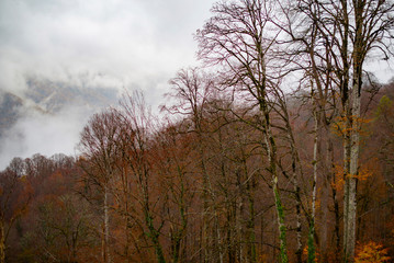 Obraz na płótnie Canvas mountains and autumn forest in clouds and fog