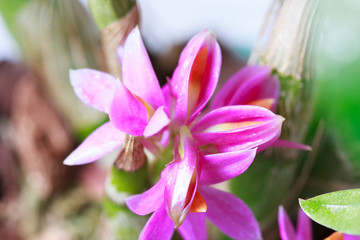 Beautiful orchid flowers Dendrobium, a species of Hibiki. Tropical orchids in full bloom