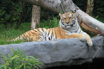 Tiger entspannt