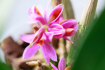 Beautiful orchid flowers Dendrobium, a species of Hibiki. Tropical orchids in full bloom