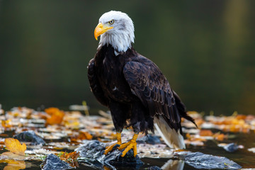 Weißkopfseeadler im flachen Wasser stehend