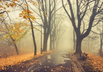 Autumn foggy tree alley in the park on a misty day in Krakow, Poland