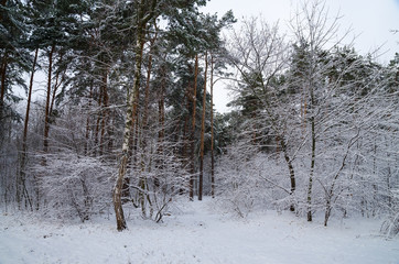 Winter snow forest. Snow lies on the branches of trees. Frosty snowy weather. Beautiful winter forest landscape.