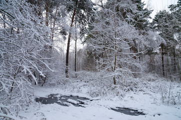 Winter snow forest. Snow lies on the branches of trees. Frosty snowy weather. Beautiful winter forest landscape.