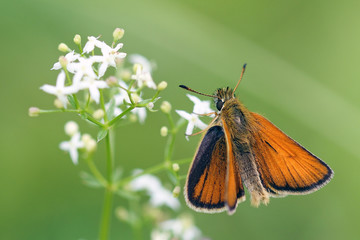 butterfly on flower