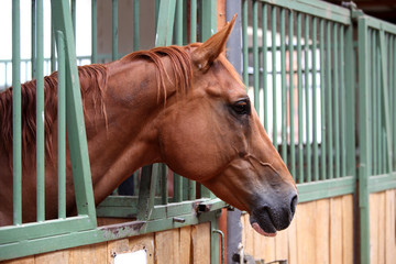 Close up of a thoroughbred horse in stable at rural horse stud farm indoors