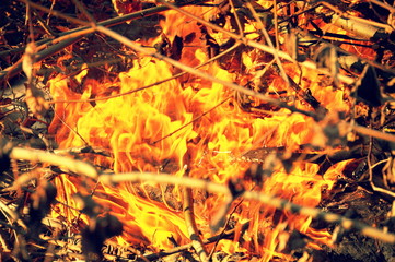 Hot burning branches.