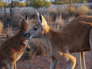 Naklejka na ściany i meble close-up of two kangaroos in the australian outback, near Alice Springs