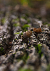 Acorn on a Tree Log