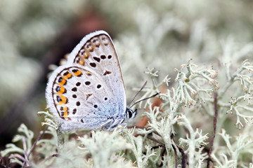 butterfly on flower