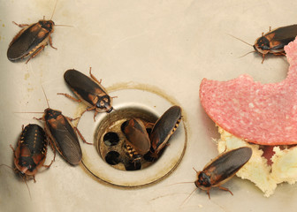 Kakerlaken krabbeln in der Spüle einer Küche um den Abfluß herum - obrazy, fototapety, plakaty