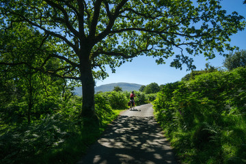 Male touring cyclist explores a country lane in the summer sunshine