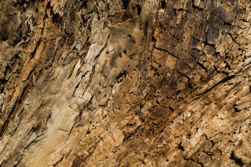 Bark tree texture