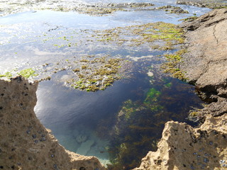 close up on Sorrento rock pools, Mornington Peninsula, Melbourne, Australia