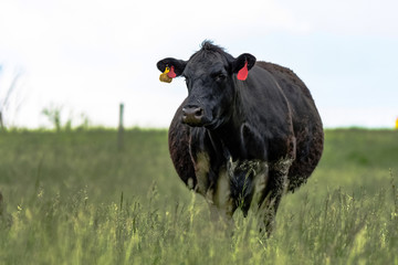 Pregnant black Angus cow in fescue field