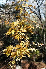 Autumn leaves background