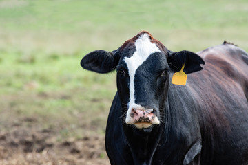Close up of Angus crossbred cow - horizontal