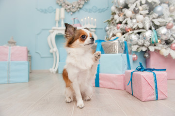 cute funny little pet dog chihuahua welcome with his paw in christmas decoration
