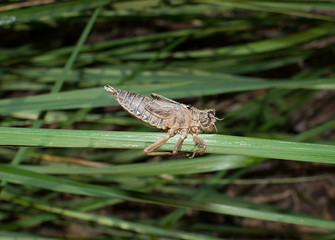 Dragonfly nymph pupa shell on a grass. Close up
