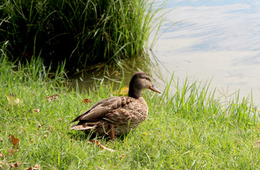 Germano reale sull'erba