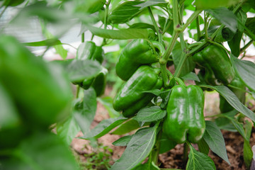 Fototapeta premium Young green peppers growing on a branch, close-up, selective, soft focus 