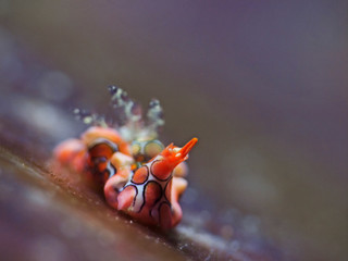 Psychedelic Batwing Slug, Psychedelische Fledermausschnecke (Sagaminopteron psychedelicum) © scubaluna