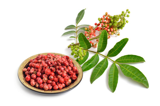 Schinus terebinthifolia or Brazilian peppertree, aroeira or rose pepper, broadleaved pepper tree, wilelaiki or wililaiki, Christmasberry and Florida Holly isolated.