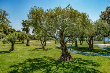 Old olive tree