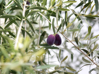 Olives on the tree against blue sky. Selective Focus.branches of olives