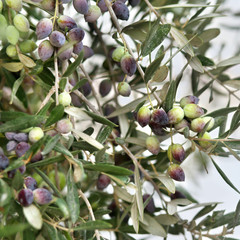 Olives on the tree against blue sky. Selective Focus.branches of olives