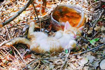 Little red kitten basking in the sun .