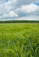 Sunny green barley with cloudy sky background