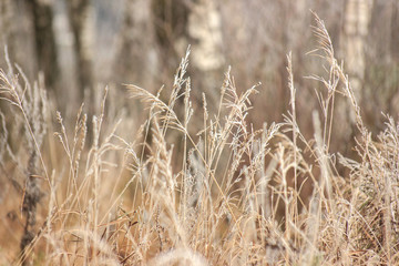 Grass with frost. Winter came unexpectedly. Dried grass. headpiece, background