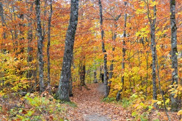 Naklejka premium Track of Leaves
