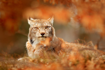 Lynx in orange autumn forest. Wildlife scene from nature. Cute fur Eurasian lynx, animal in habitat. Wild cat from Germany. Wild Bobcat between the tree leaves. Close-up detail portrait.