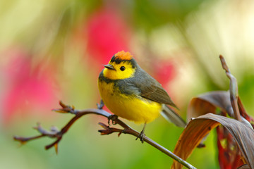 Fototapeta premium Spectacled Whitestart, Myioborus melanocephalus, New World warbler from Ecuador. Tanager in the nature habitat. Wildlife scene from tropical nature. Birdwatching in South America.