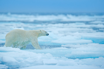 Plakat Polar bear on drift ice edge with snow and water in Russian sea. White animal in the nature habitat, Europe. Wildlife scene from nature. Dangerous bear walking on the ice, beautiful evening sky.