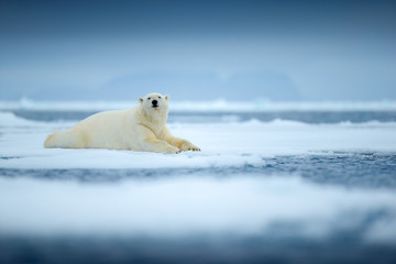 Polar bear on drift ice edge with snow and water in sea. White animal in the nature habitat, north...