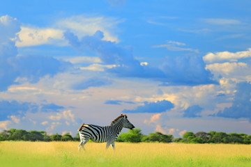 Zebra with blue storm sky with clouds. Burchell's zebra, Equus quagga burchellii, Zambia, Africa. Wild animal on the green meadow. Wildlife nature on African safari.