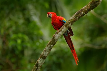 Foto op Canvas Rode papegaai Scarlet Macaw, Ara macao, vogel zittend op de tak, Brazilië. Wildlife scène uit tropisch bos. Mooie papegaai op boom freen boom in natuur habitat. © ondrejprosicky