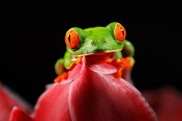 Red-eyed Tree Frog, Agalychnis callidryas, animal with big red eyes, in the nature habitat, Costa Rica. Beautiful amphibian in the night forest, exotic animal from central America.