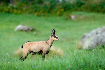 Fototapeta premium Chamois, Rupicapra rupicapra, in the green grass, grey rock in background, Gran Paradiso, Italy. Horned animal in the Alp. Wildlife scene from nature.