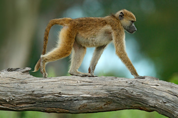 Chacma baboon, Papio ursinus, monkey from Moremi, Okavango delta, Botswana. Wild mammal in the nature habitat. Monkey feeding fruits in the gren vegetaton. Wildlife nature in Africa.