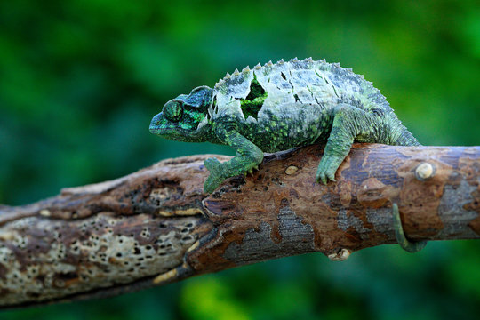 Chameleon sitting on the branch in forest habitat. Exotic beautifull endemic green reptile with long tail from Madagascar. Wildlife scene from nature.